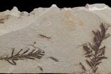 Dawn Redwood (Metasequoia) Fossils - Montana #165178-1